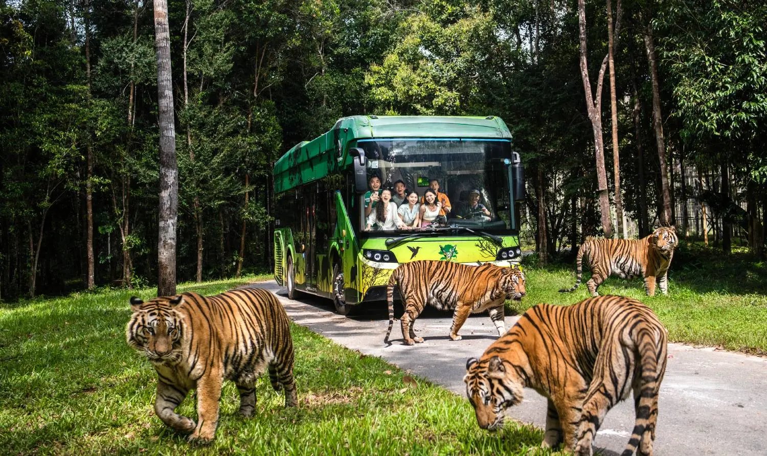 Safari bus with tigers at Vinpearl Safari Phu Quoc